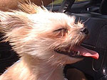 15 Paw-Dorable Puppies That Made Our Day