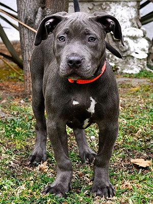 Adopt a Dog: Sapphire in Los Angeles