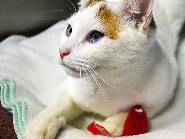 Adopt a Cat: Valentine in California