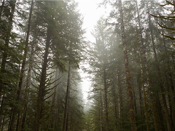 Missing Oregon Woman Sharon Bates Found Alive in Pit in the Woods