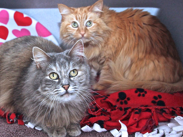 Adopt a Cat: Nika and Loxi in California