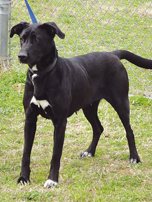 Adopt a Dog: Stella in Mississippi