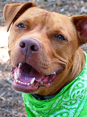Adopt a Dog: Waldo in New York
