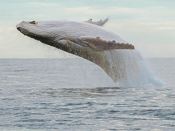 Albino Whale Migaloo Spotted in Queensland