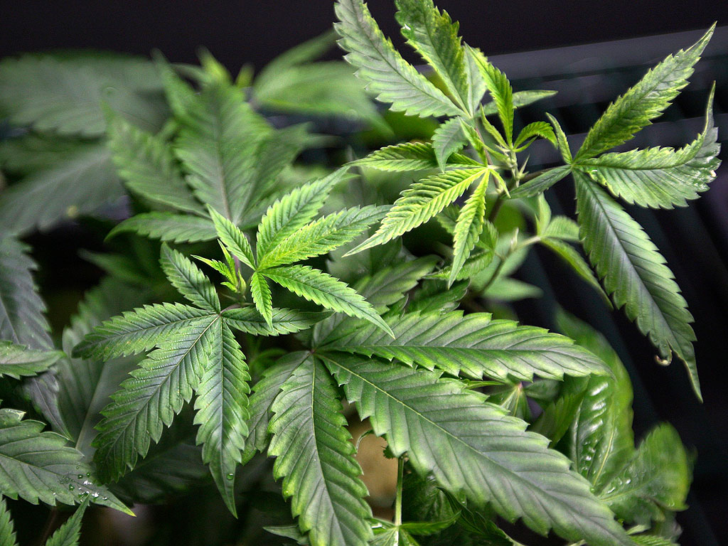 Pot Legalization Brings New Wedding Trend