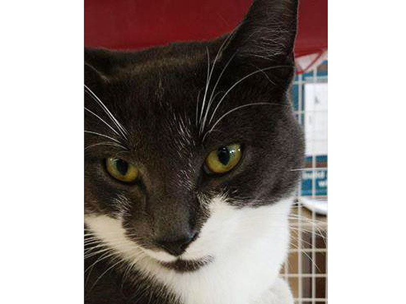 Adopt a Cat: Sebastian in New Jersey