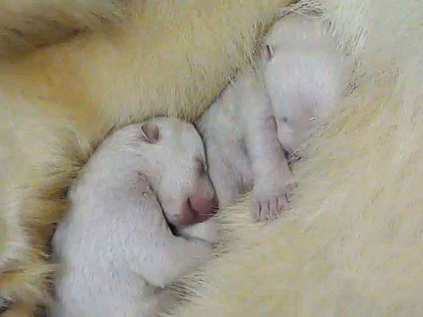Polar Bear Twin Cubs Born at Hellabrunn Zoo in Germany