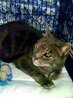 Adopt a Cat: Perry in Albany