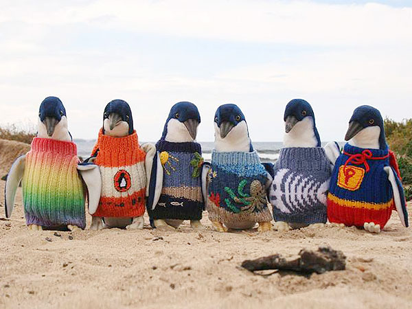 Penguins in Sweaters Photo
