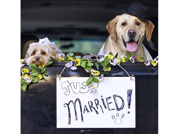 Pete and Tally Dogs Instagram: Wedding