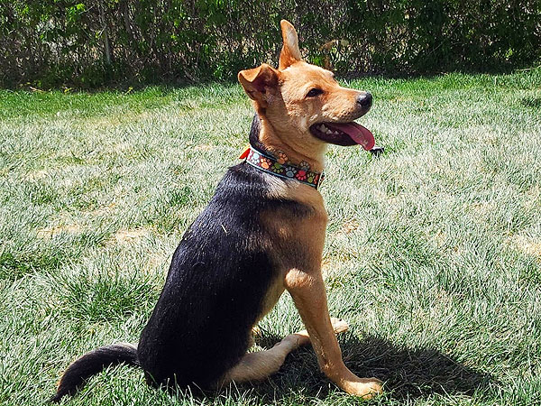 Adopt a Dog: Casey in New Mexico