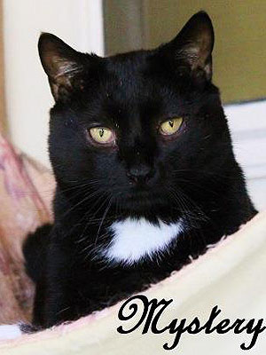 Adopt a Cat: Mystery in Maine