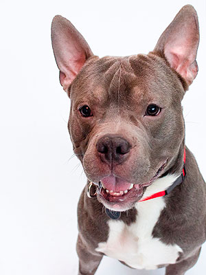 Adopt a Dog: Chuck in New York City