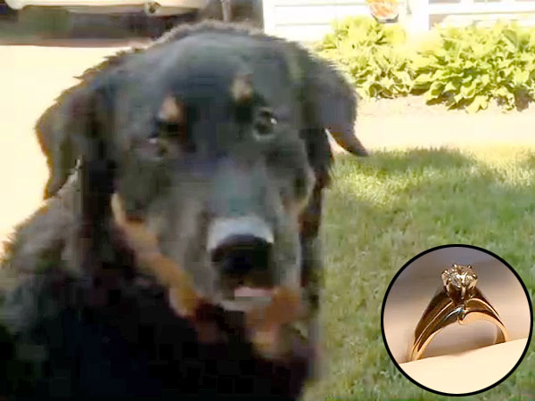 Dog Returns Wedding Ring that He Swallowed: video