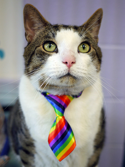 Adopt a cat: Boots in New Jersey