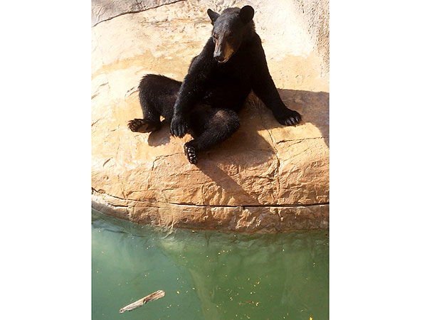 Texas Bear Escapes Zoo Enclosure, Swims with Seals: Photo