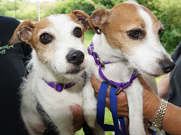 Adoptable Dogs in Rhode Island: Scruffy & Muffin