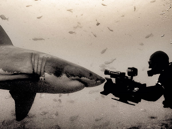 Shark Week: Filmmaker Andy Casagrande Talks with Entertainment Weekly