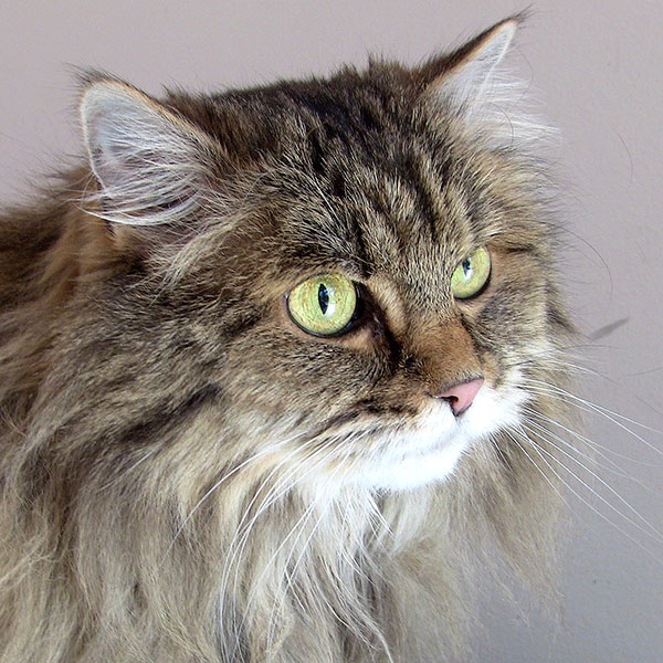 Terminally Ill Man Gives Beloved Cat to Animal Shelter