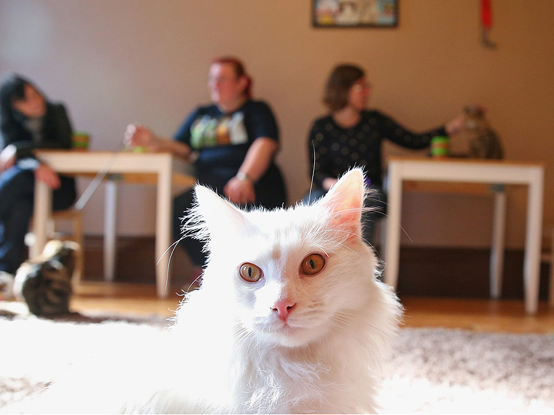 California's First Cat Cafe to Open in October