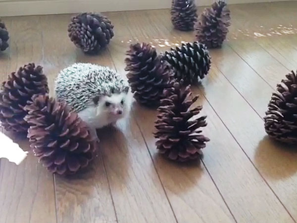 Marutaro the Hedgehog Tries to Befriend Pinecones