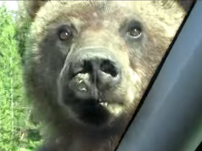 Hiker Killed and Eaten by Grizzly Bear in Yellowstone National Park