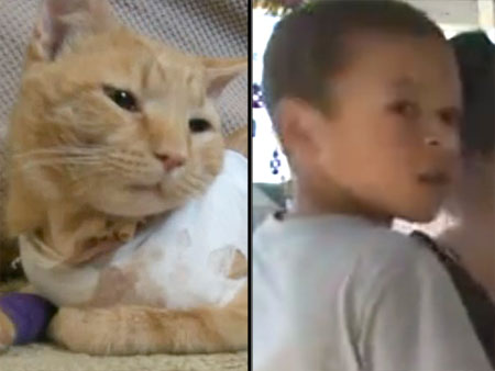 Hero Cat Takes a Bullet for Three-Year-Old, Saves His Life