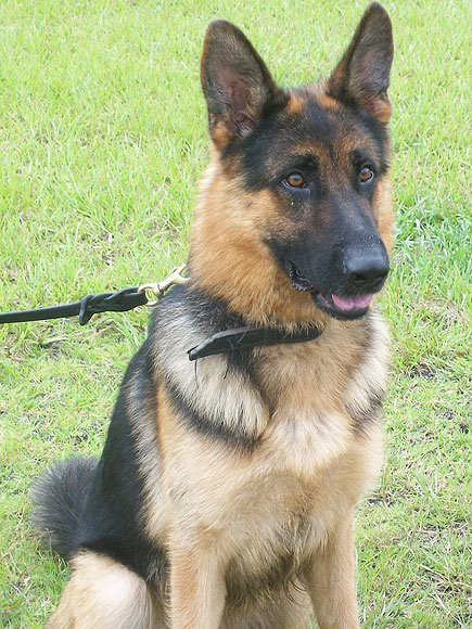 Four Police Dogs Have Died Recently After Being Forgotten in Their Cars ... - People Magazine