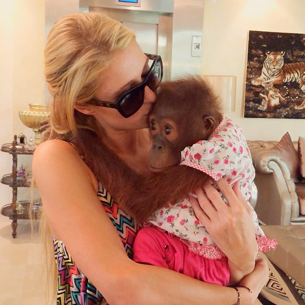 Paris Hilton Apologizes to Animal Activists From United Nations