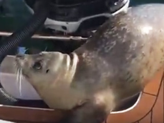 WATCH: Seal Hitches Ride on Whale-Watching Boat to Avoid Whales