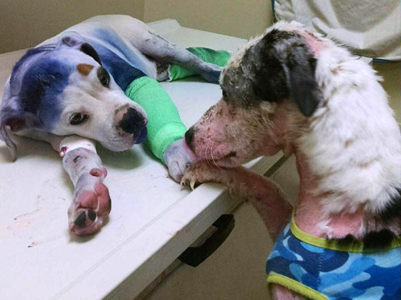 Rescue Dogs in South Carolina Comfort Each Other: Photo