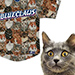 New Jersey Baseball Team Invites Cat Fans to Ballpark in Celebration of Caturday