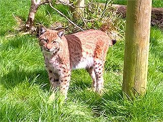Lynx Pulls a Shawshank, Tunnels Out of Zoo