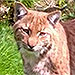 Lynx Pulls a Shawshank, Tunnels Out of Zoo