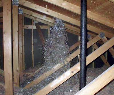 gigantic nest found in attic