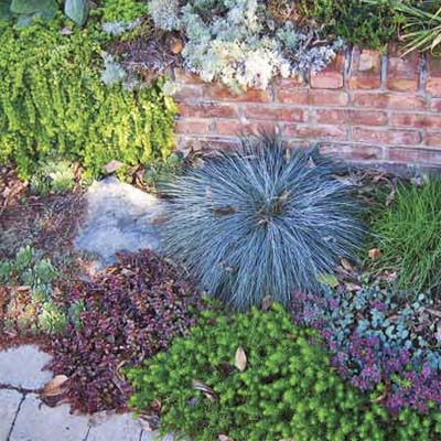 foliage plants against a brick garden wall