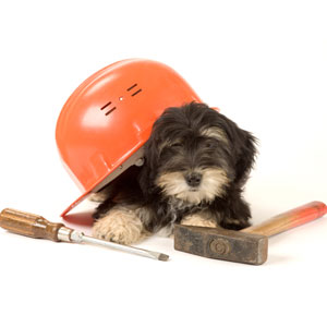 dog with hard hat and tools