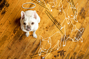 how to fix scratches and stains from pets on wood floors