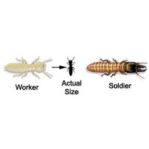 termites