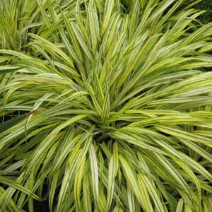 japanese forest grass