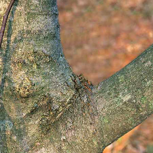 a u shaped tree crotch or joint