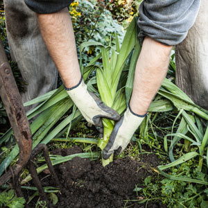 person using gardening gloves to keep clean while working on landscaping