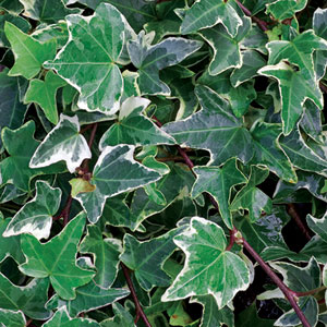 english ivy hanging from rocks