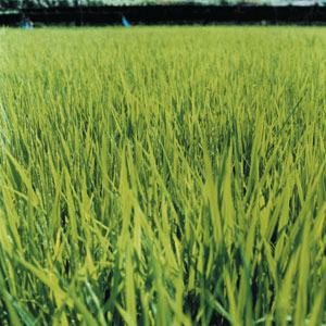 What's Bugging Your Lawn?