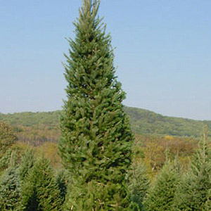 Sal Wood Tree