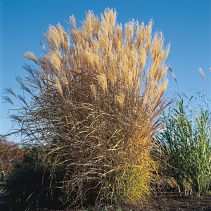 ornamental grass