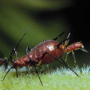 Aphids and harmful pests
