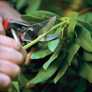 Pruning Wisteria Tree Video