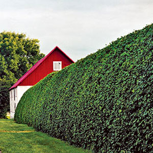 Shrub Wall