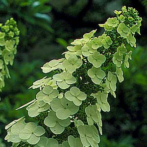 Oakleaf Hydrangea